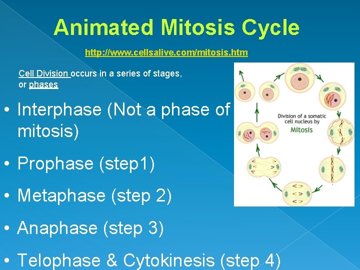 Animated Mitosis Cycle http: //www. cellsalive. com/mitosis. htm Cell Division occurs in a series