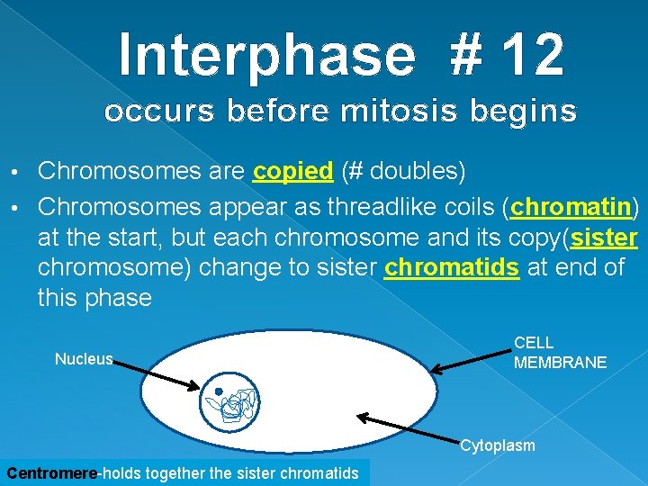 Interphase # 12 occurs before mitosis begins Chromosomes are copied (# doubles) • Chromosomes