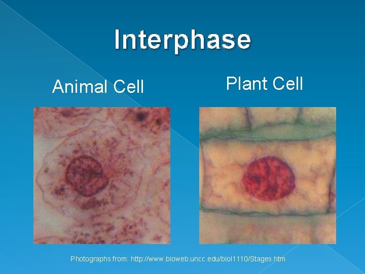 Interphase Animal Cell Plant Cell Photographs from: http: //www. bioweb. uncc. edu/biol 1110/Stages. htm