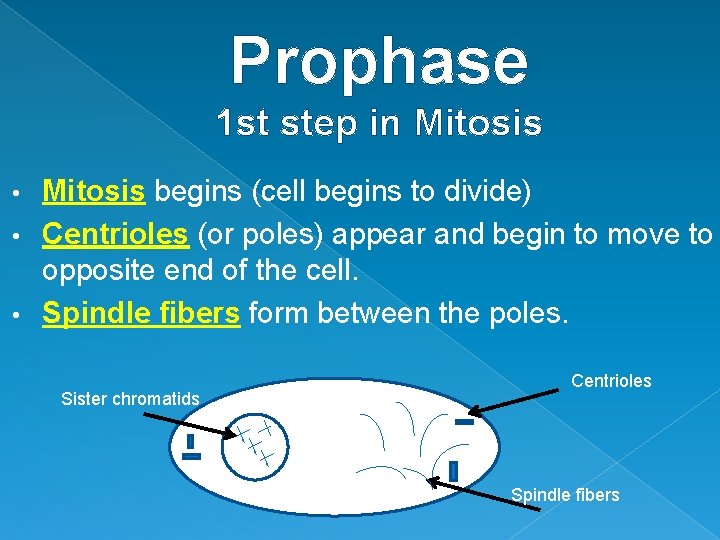 Prophase 1 st step in Mitosis begins (cell begins to divide) • Centrioles (or