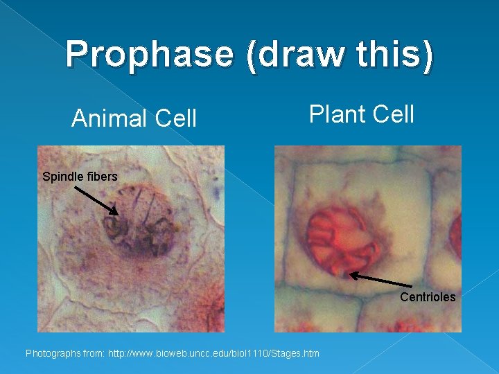 Prophase (draw this) Animal Cell Plant Cell Spindle fibers Centrioles Photographs from: http: //www.