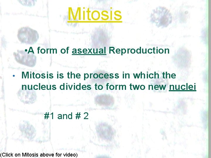 Mitosis • A form of asexual Reproduction • Mitosis is the process in which