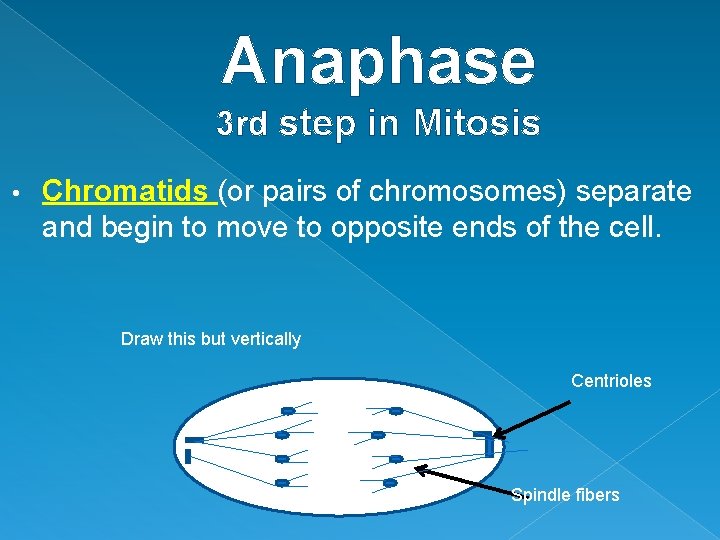 Anaphase 3 rd step in Mitosis • Chromatids (or pairs of chromosomes) separate and