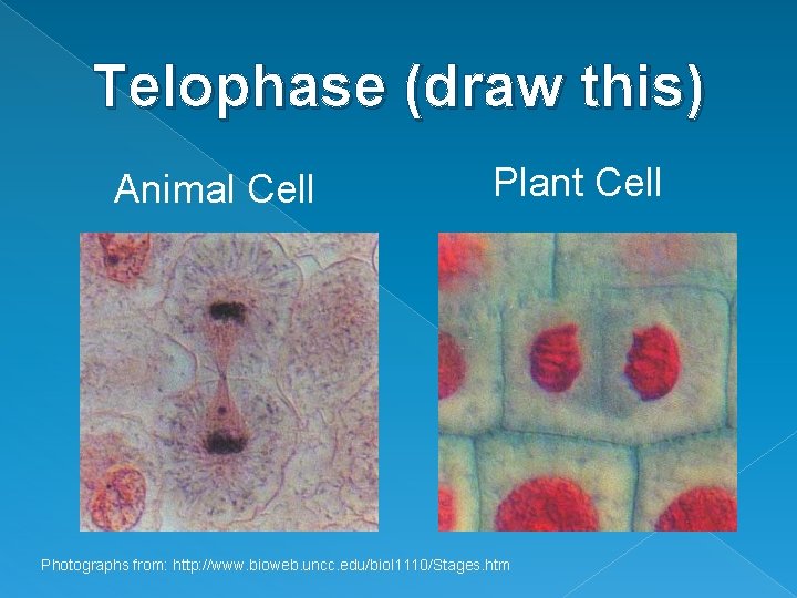 Telophase (draw this) Animal Cell Plant Cell Photographs from: http: //www. bioweb. uncc. edu/biol