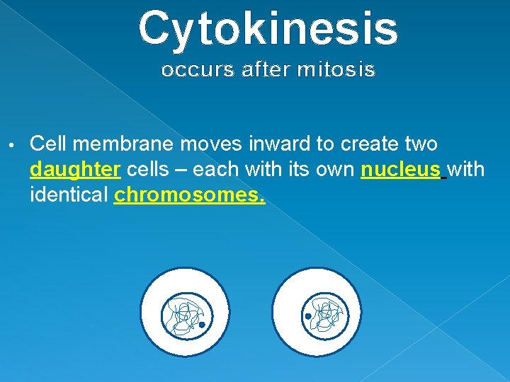 Cytokinesis occurs after mitosis • Cell membrane moves inward to create two daughter cells