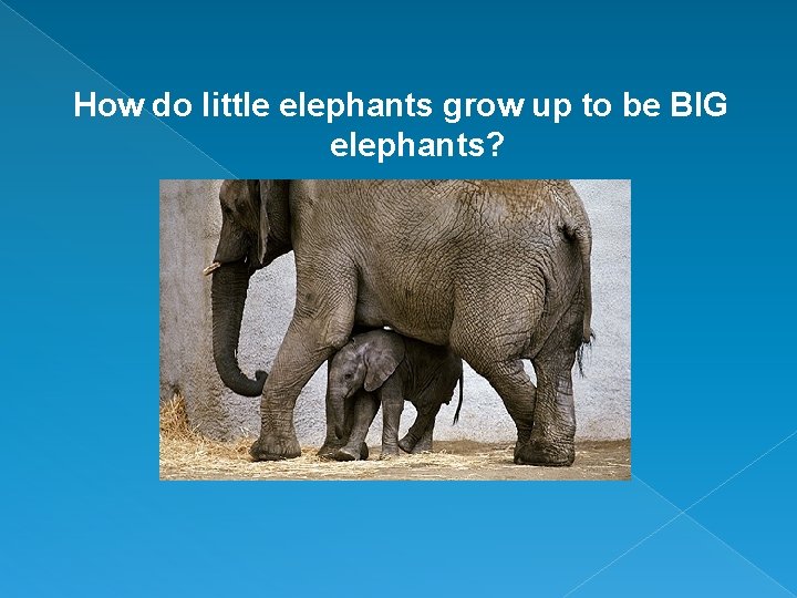 How do little elephants grow up to be BIG elephants? 