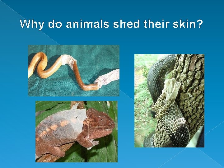 Why do animals shed their skin? 