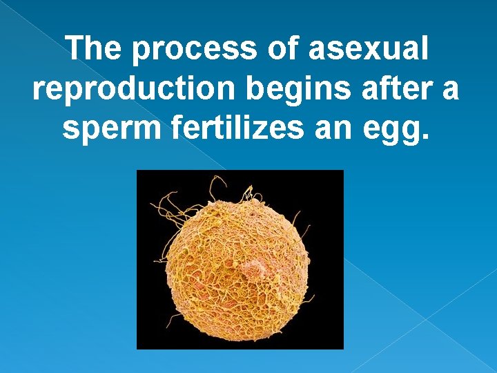 The process of asexual reproduction begins after a sperm fertilizes an egg. 
