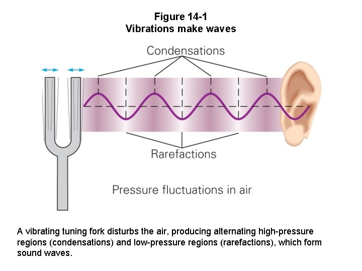 Figure 14 -1 Vibrations make waves A vibrating tuning fork disturbs the air, producing