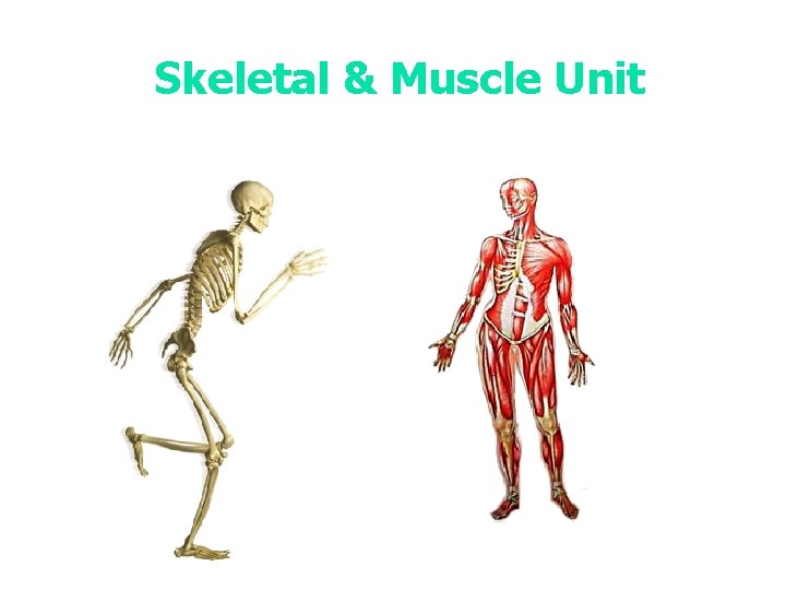 Skeletal & Muscle Unit 