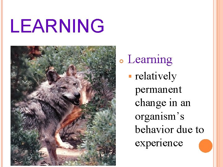 LEARNING Learning § relatively permanent change in an organism’s behavior due to experience 