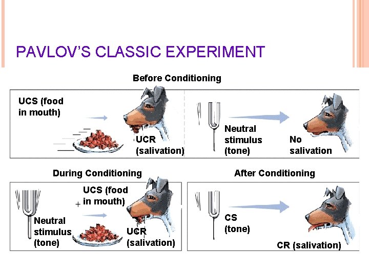 PAVLOV’S CLASSIC EXPERIMENT Before Conditioning UCS (food in mouth) UCR (salivation) During Conditioning Neutral