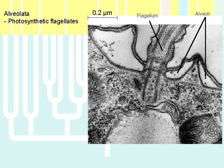 Alveolata - Photosynthetic flagellates 0. 2 µm Flagellum Alveoli 