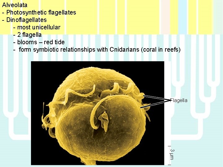 Alveolata - Photosynthetic flagellates - Dinoflagellates - most unicellular - 2 flagella - blooms
