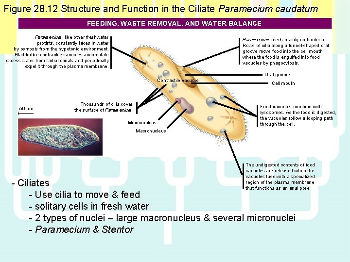 Figure 28. 12 Structure and Function in the Ciliate Paramecium caudatum FEEDING, WASTE REMOVAL,