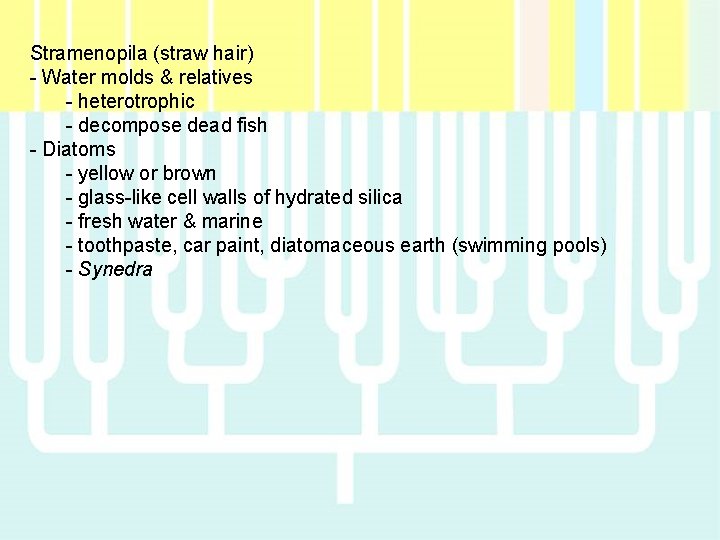 Stramenopila (straw hair) - Water molds & relatives - heterotrophic - decompose dead fish