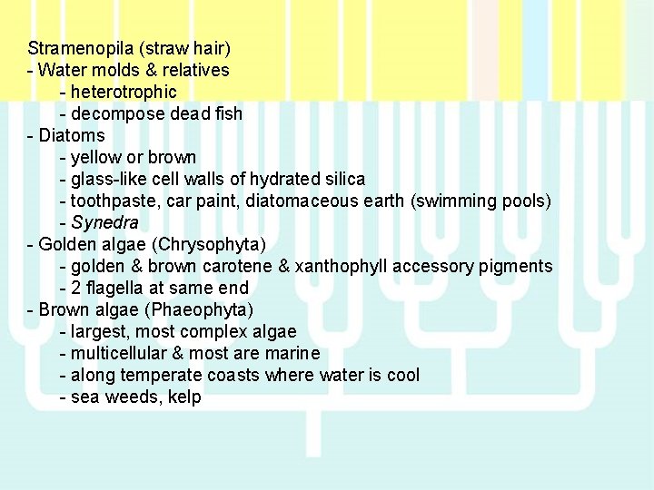 Stramenopila (straw hair) - Water molds & relatives - heterotrophic - decompose dead fish