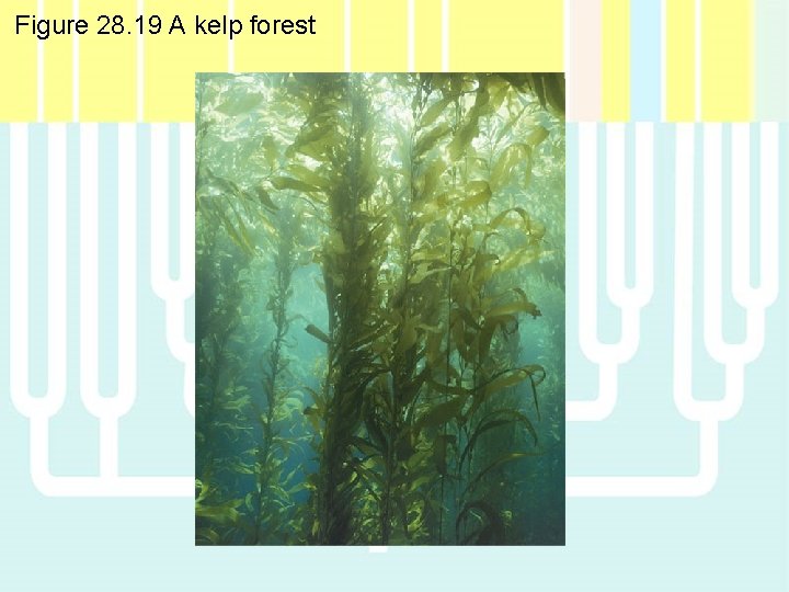Figure 28. 19 A kelp forest 