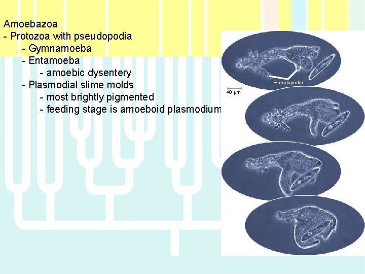 Amoebazoa - Protozoa with pseudopodia - Gymnamoeba - Entamoeba - amoebic dysentery - Plasmodial