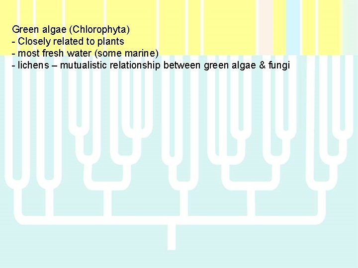 Green algae (Chlorophyta) - Closely related to plants - most fresh water (some marine)