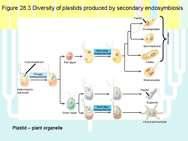 Figure 28. 3 Diversity of plastids produced by secondary endosymbiosis Plastid Alveolates Dinoflagellates Apicomplexans