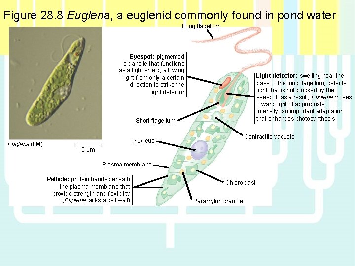 Figure 28. 8 Euglena, a euglenid commonly found in pond water Long flagellum Eyespot: