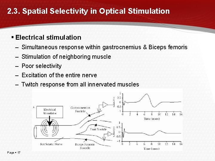 2. 3. Spatial Selectivity in Optical Stimulation Electrical stimulation – Simultaneous response within gastrocnemius