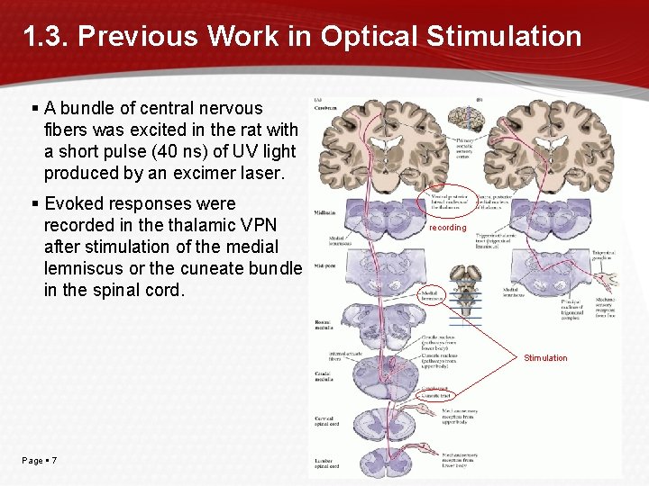 1. 3. Previous Work in Optical Stimulation A bundle of central nervous fibers was