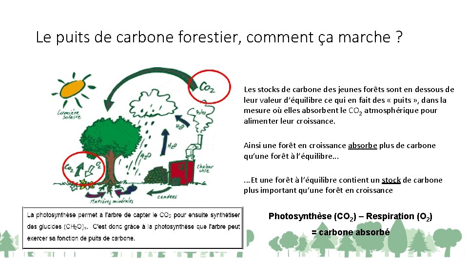 Le puits de carbone forestier, comment ça marche ? Les stocks de carbone des