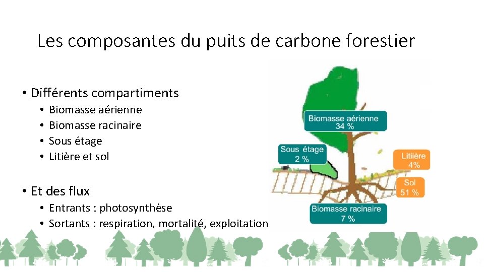 Les composantes du puits de carbone forestier • Différents compartiments • • Biomasse aérienne