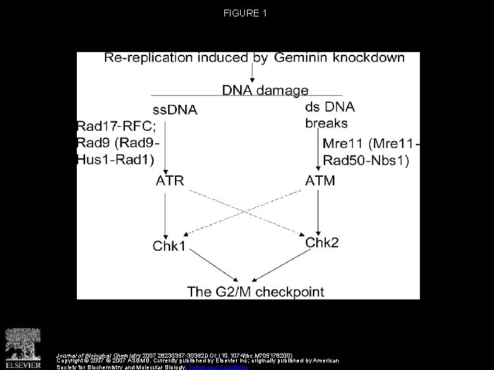 FIGURE 1 Journal of Biological Chemistry 2007 28230357 -30362 DOI: (10. 1074/jbc. M 705178200)