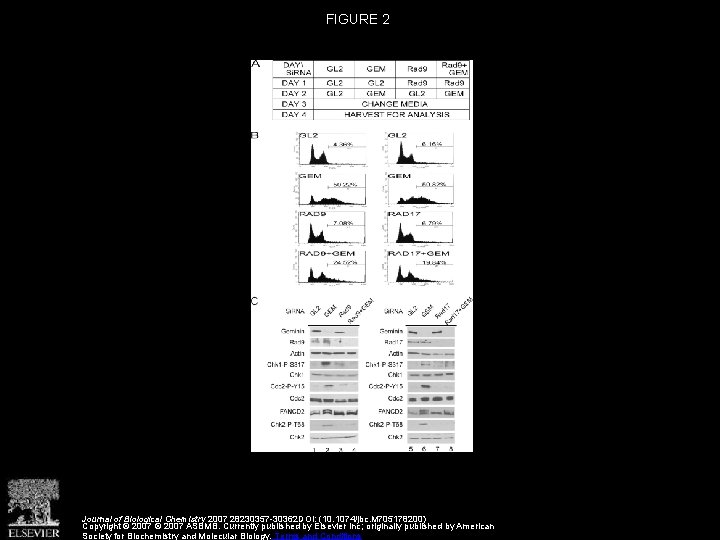 FIGURE 2 Journal of Biological Chemistry 2007 28230357 -30362 DOI: (10. 1074/jbc. M 705178200)