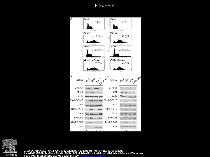 FIGURE 3 Journal of Biological Chemistry 2007 28230357 -30362 DOI: (10. 1074/jbc. M 705178200)