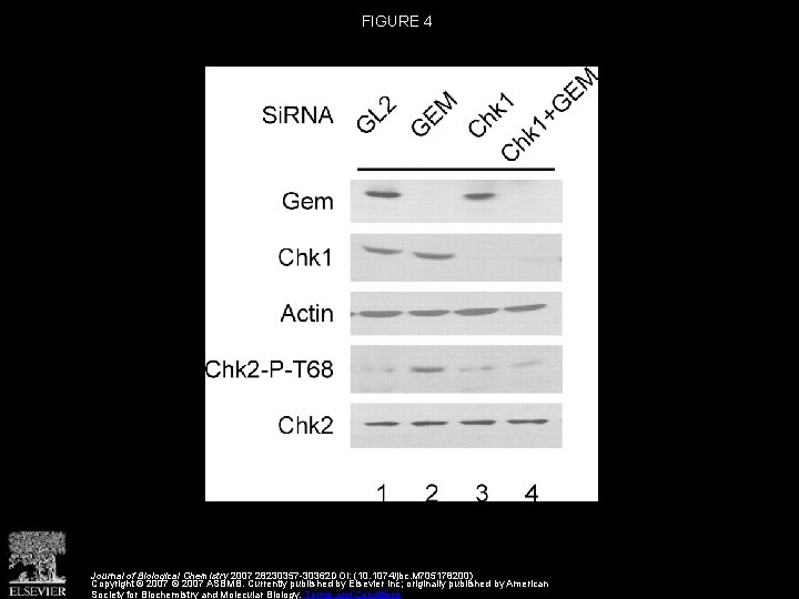FIGURE 4 Journal of Biological Chemistry 2007 28230357 -30362 DOI: (10. 1074/jbc. M 705178200)