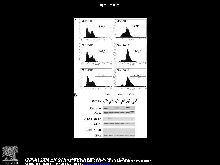 FIGURE 5 Journal of Biological Chemistry 2007 28230357 -30362 DOI: (10. 1074/jbc. M 705178200)