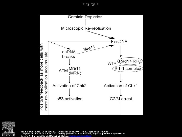 FIGURE 6 Journal of Biological Chemistry 2007 28230357 -30362 DOI: (10. 1074/jbc. M 705178200)