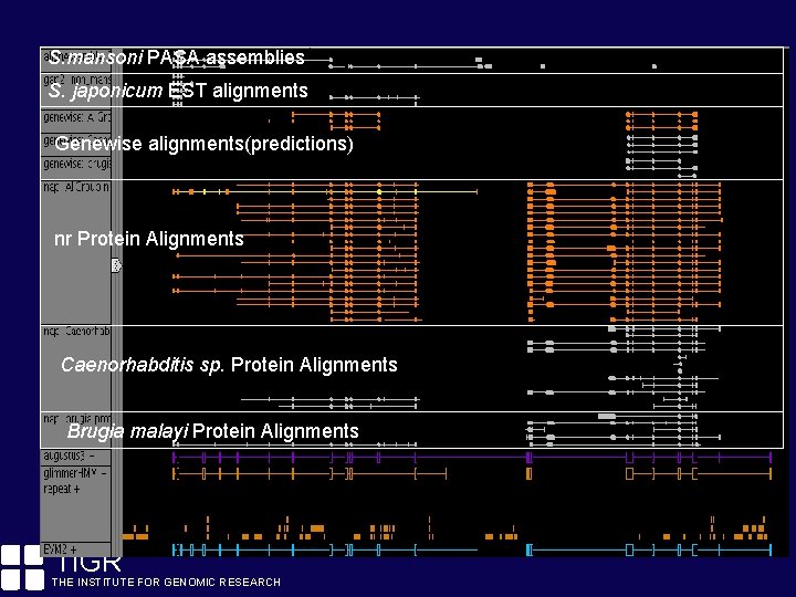 S. mansoni. View PASA assemblies Evidence S. japonicum EST alignments Genewise alignments(predictions) nr Protein