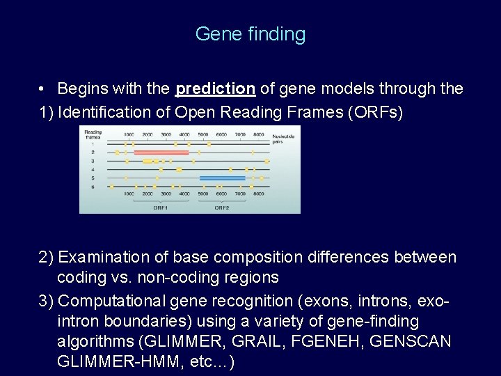 Gene finding • Begins with the prediction of gene models through the 1) Identification