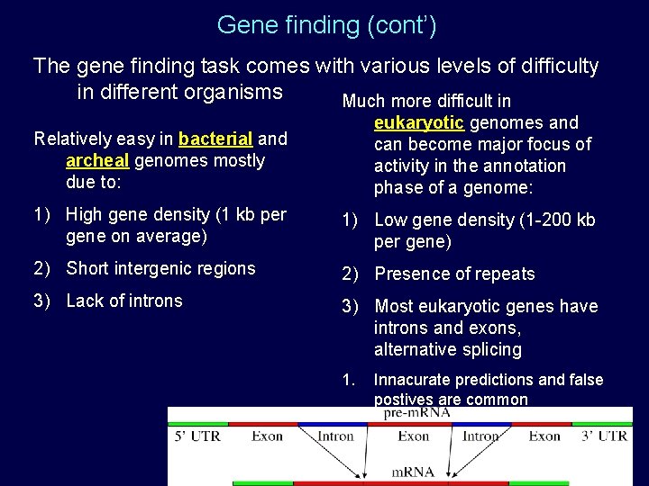 Gene finding (cont’) The gene finding task comes with various levels of difficulty in