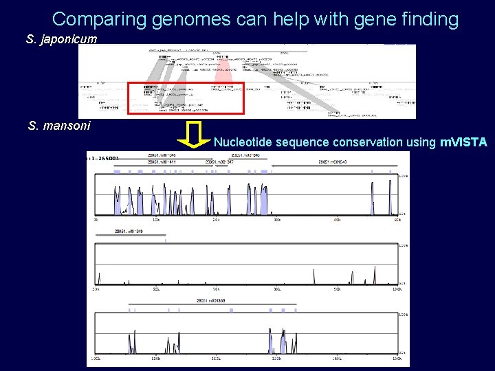 Comparing genomes can help with gene finding S. japonicum S. mansoni Nucleotide sequence conservation