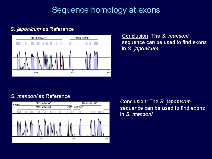 Sequence homology at exons S. japonicum as Reference Conclusion: The S. mansoni sequence can