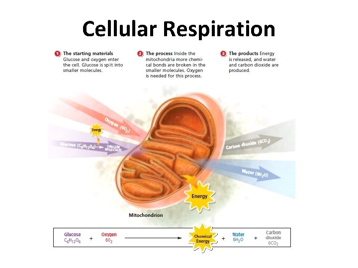 Cellular Respiration 