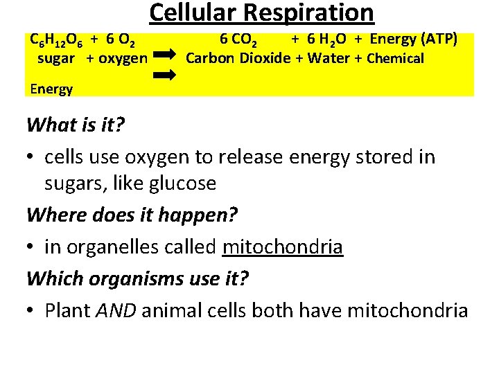 C 6 H 12 O 6 + 6 O 2 sugar + oxygen Cellular