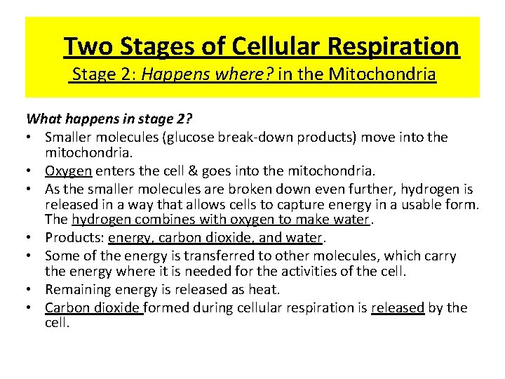 Two Stages of Cellular Respiration Stage 2: Happens where? in the Mitochondria What happens