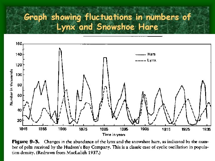 Graph showing fluctuations in numbers of Lynx and Snowshoe Hare 