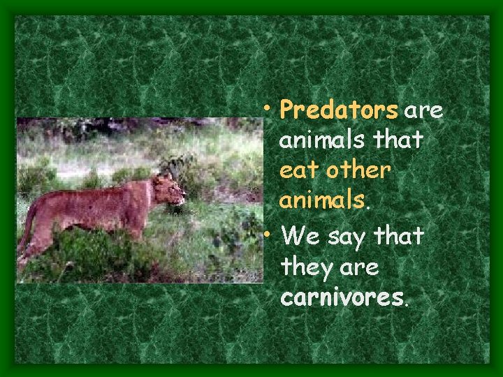  • Predators are animals that eat other animals. • We say that they