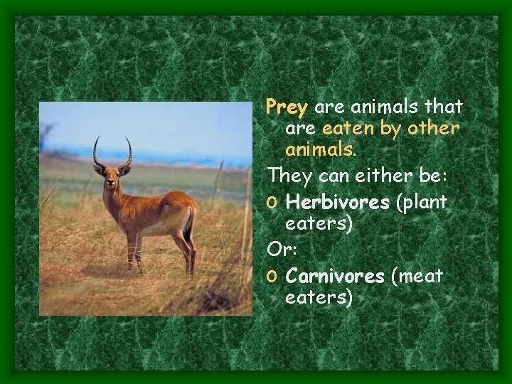 Prey are animals that are eaten by other animals. They can either be: o