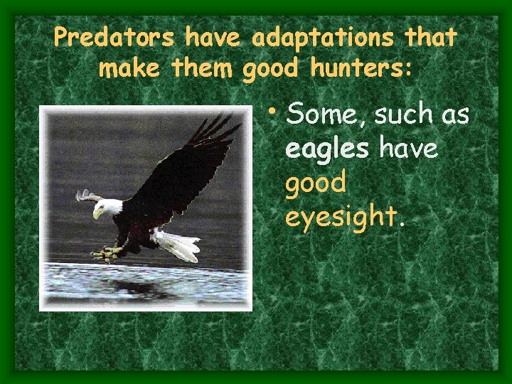 Predators have adaptations that make them good hunters: • Some, such as eagles have