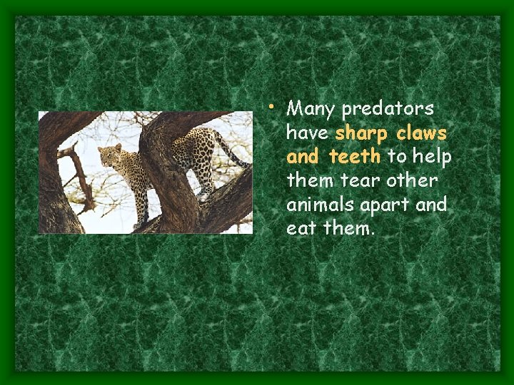  • Many predators have sharp claws and teeth to help them tear other