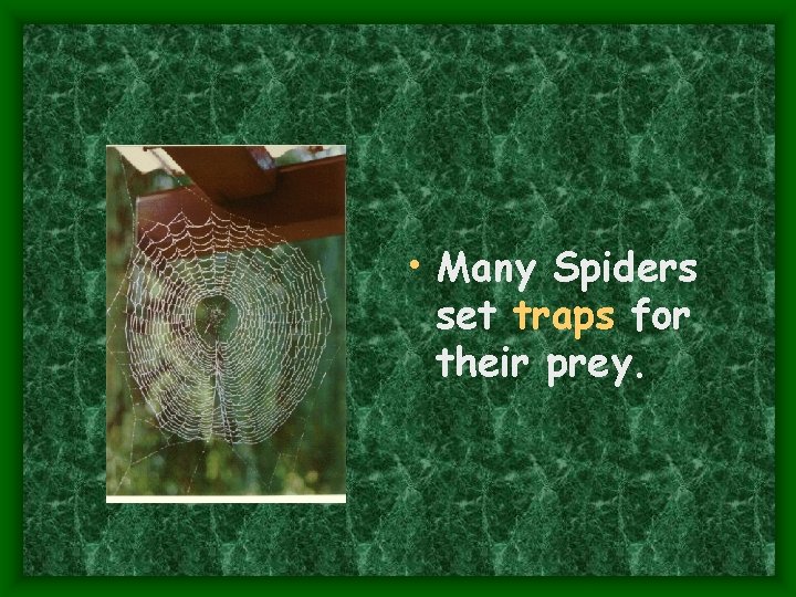  • Many Spiders set traps for their prey. 